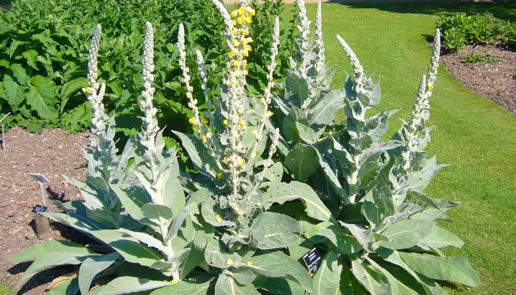 A photo of mullein plants in a garden setting with tall, dense spikes of flowers and large, green leaves.