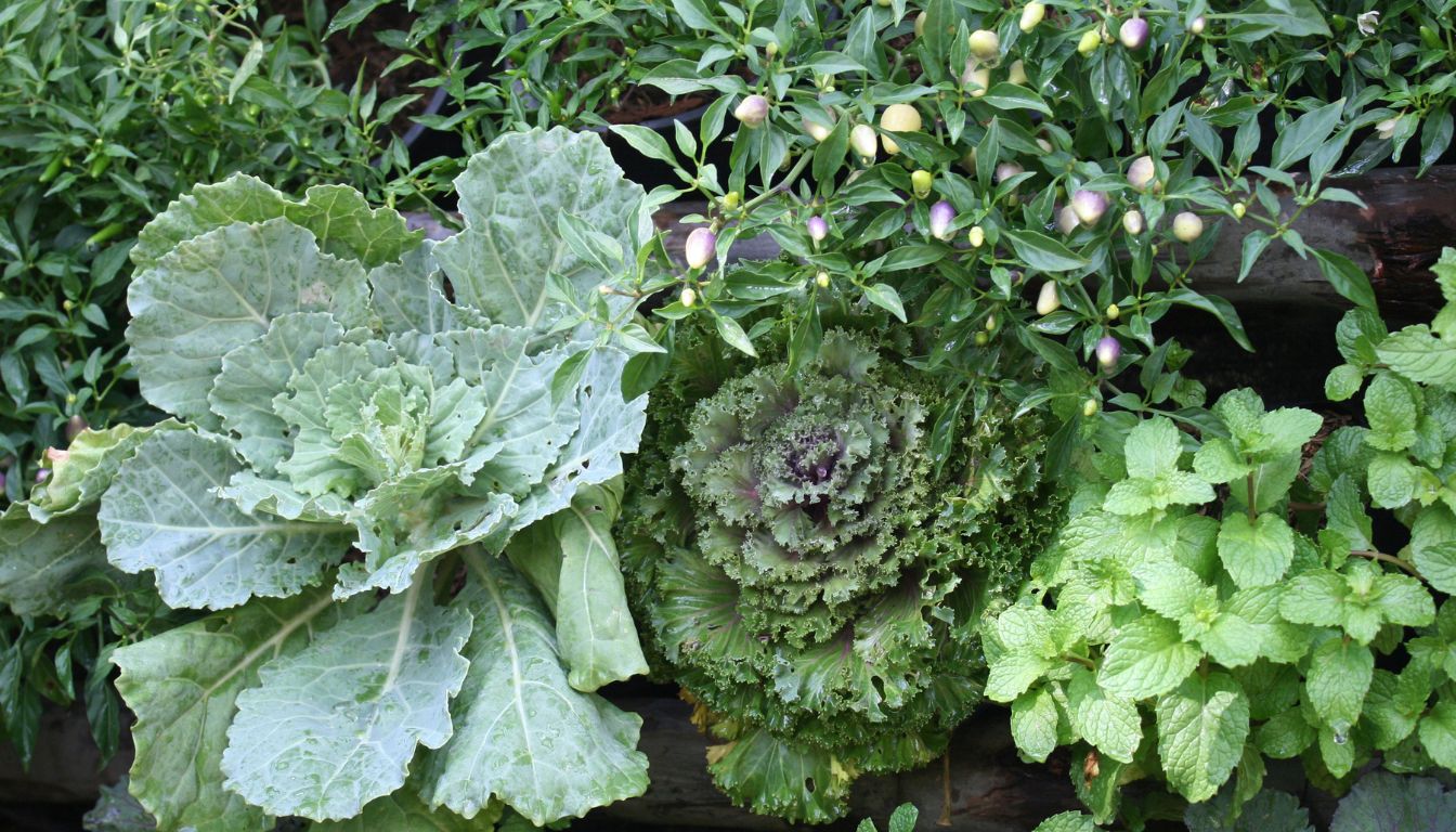 A variety of herbs and leafy greens growing together in a garden bed, including cabbage, kale, mint, and pepper plants with small fruits.