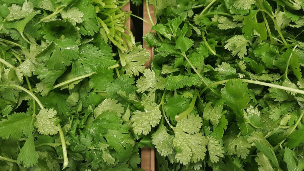 A close-up view of fresh, vibrant green herbs.