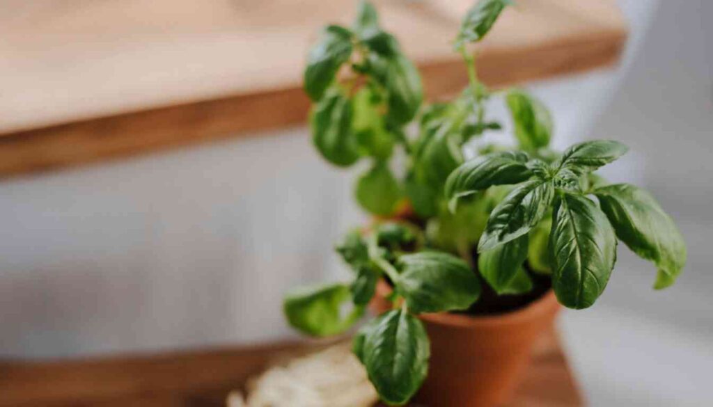 A potted basil plant with vibrant green leaves positioned on a wooden surface, indicating healthy growth.