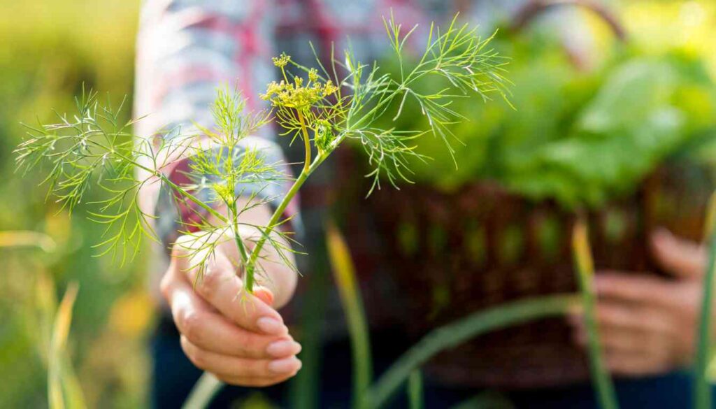 A person holding a freshly picked dill plant with a basket of greens in the background.