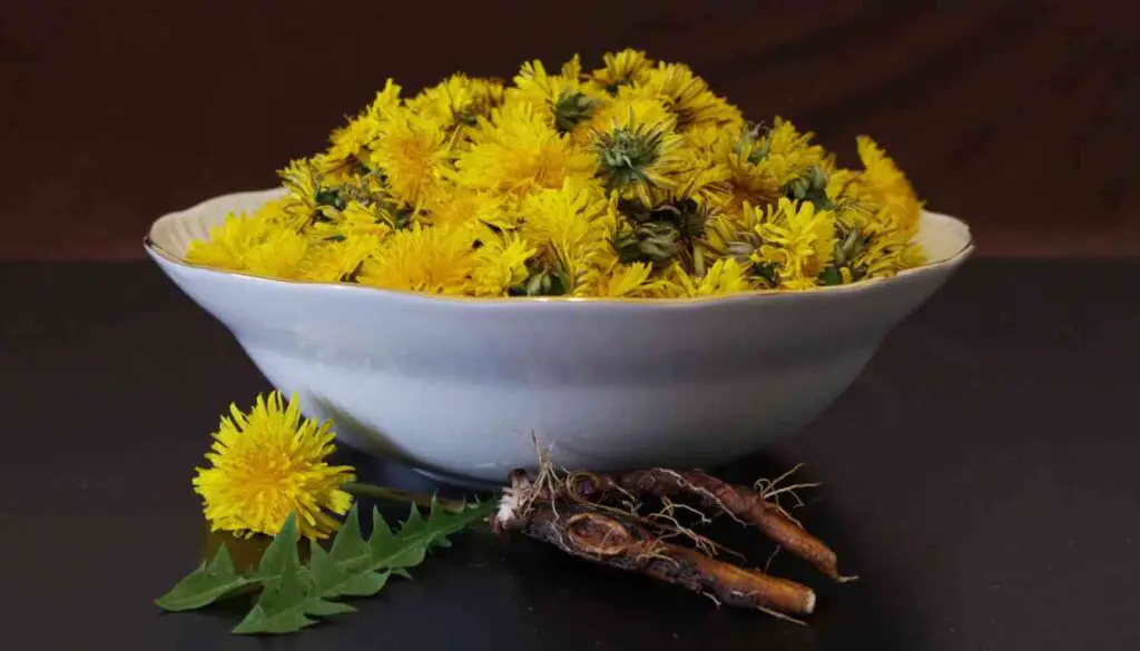 A white bowl filled with bright yellow dandelion flowers on a dark background, with a dandelion plant and roots lying in front.