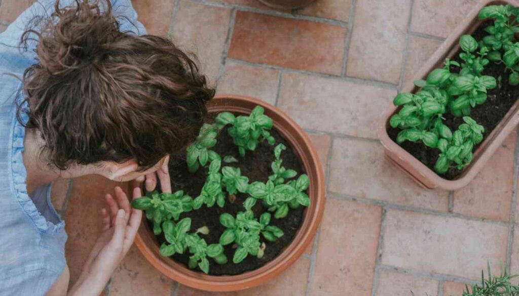 Overhead view of a person tending to a potted herb garden with lush green basil plants.