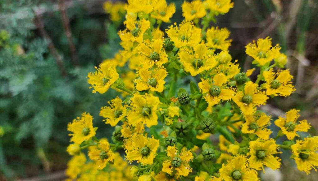 Close-up of a Herb of Grace plant, showcasing its vibrant yellow flowers and green buds against a blurred natural background.