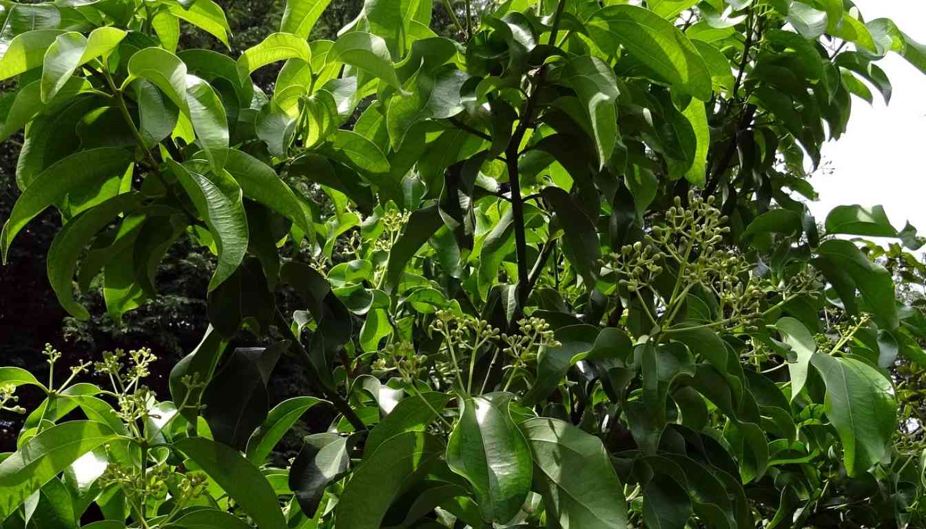 A close-up of a bay leaf plant with glossy green leaves and clusters of buds under natural lighting.