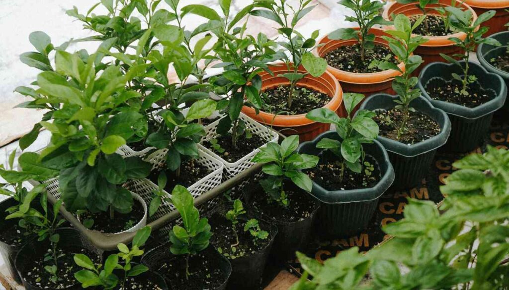 A variety of lush green herbs growing in terracotta and plastic pots inside a greenhouse, showcasing an indoor herb garden.