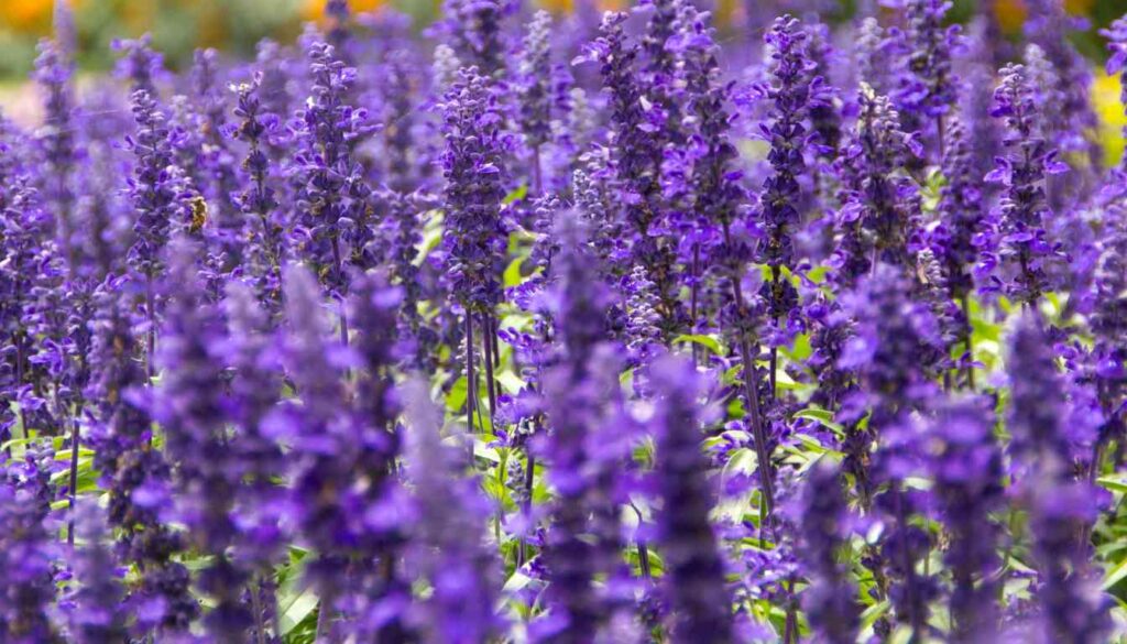 A vibrant field of blooming lavender plants with rich purple flowers, showcasing the plant’s natural beauty and potential for garden growth.