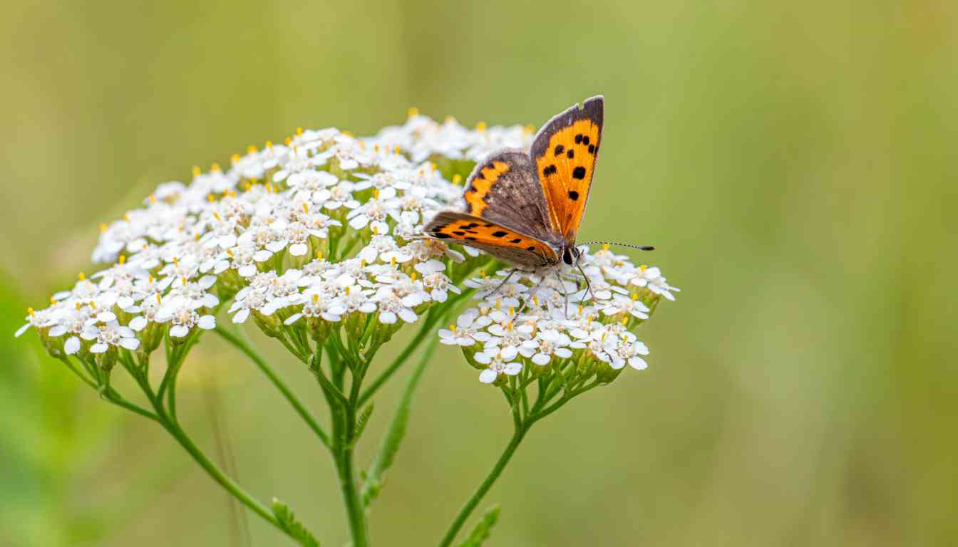 A small orange and black butterfly with spotted wings rests on a cluster of tiny white yarrow flowers, with a soft-focus green background.