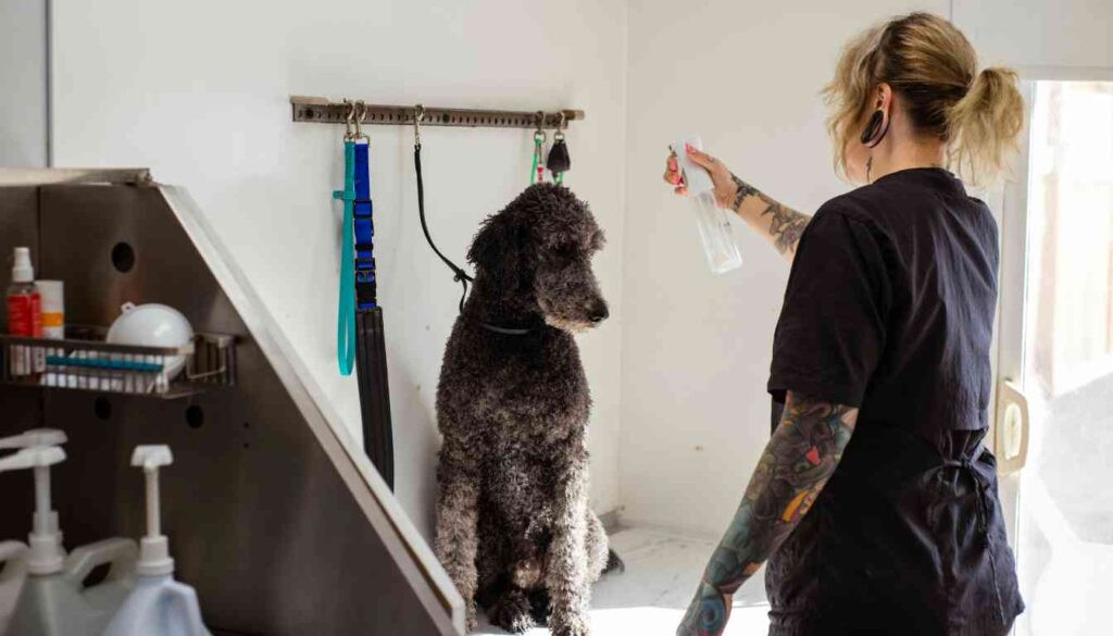 A person with tattoos is spraying a large curly-haired dog with a spray bottle in a grooming area.