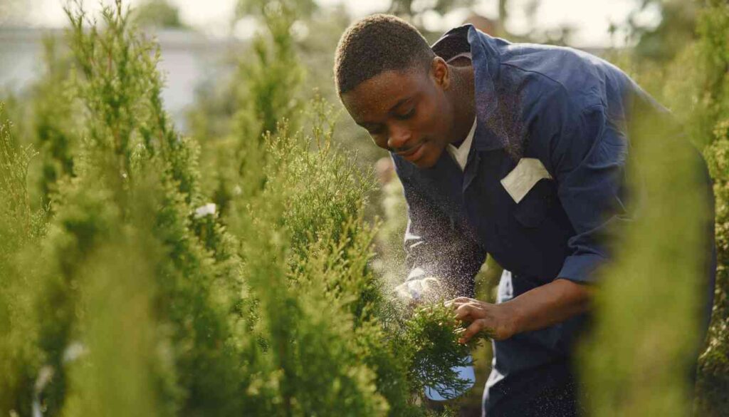 A person in a blue shirt sprays a liquid onto plants in a garden.