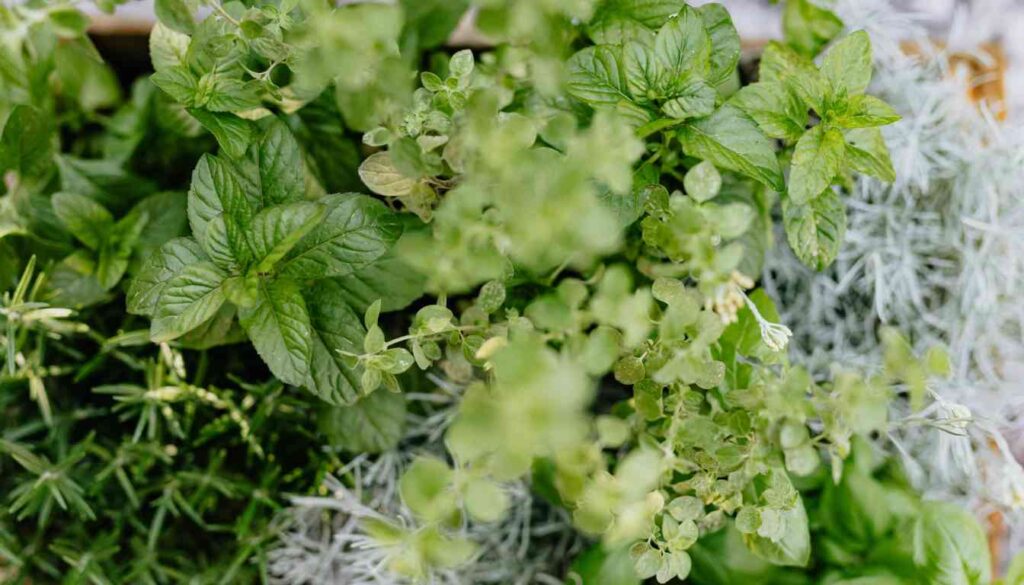 A variety of fresh herbs in close-up, showcasing different textures and shades of green.