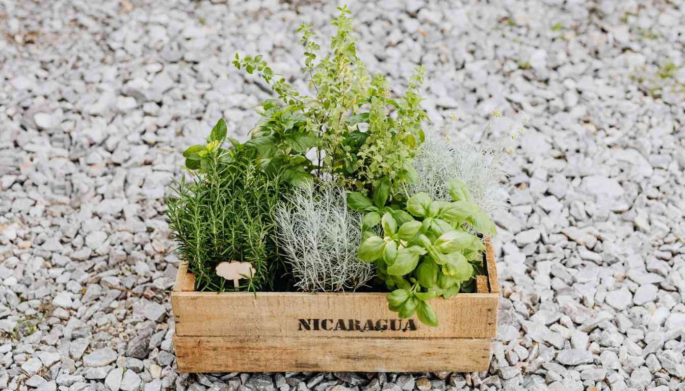 A wooden crate labeled "NICARAGUA" filled with various herbs, including rosemary, sage, and thyme, placed on a gravel surface.