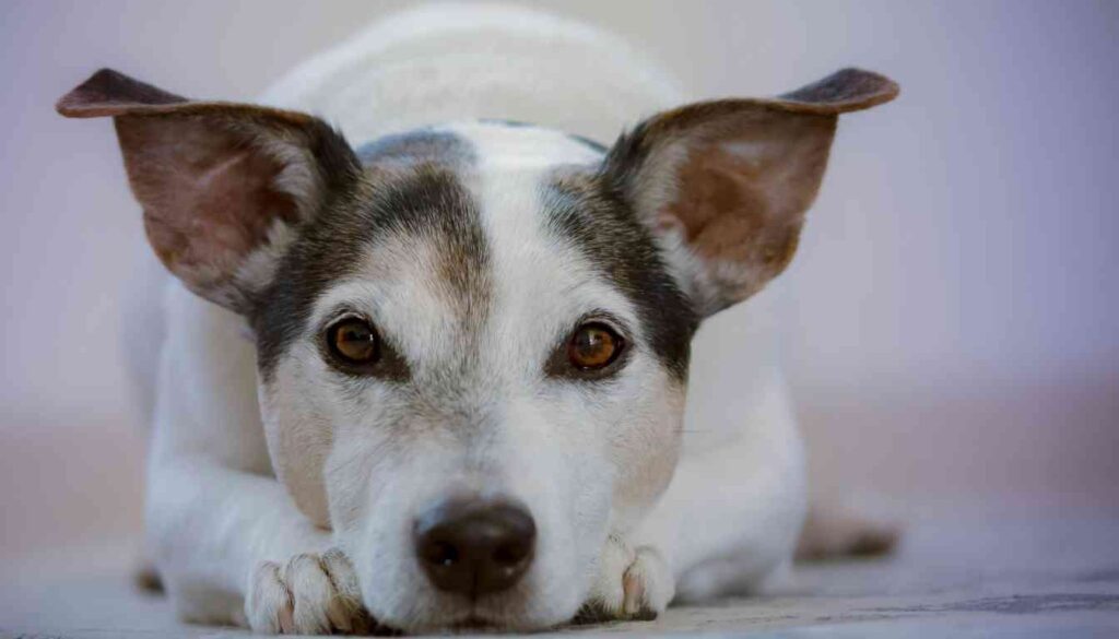 A close-up of a white and brown dog lying down with its head resting on its paws, looking directly at the camera.