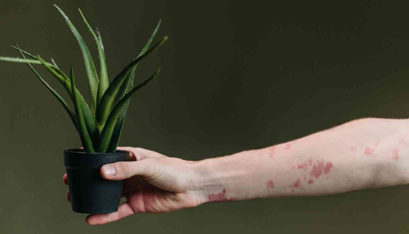 A hand holding a small black pot with an aloe vera plant, with a rash visible on the forearm.