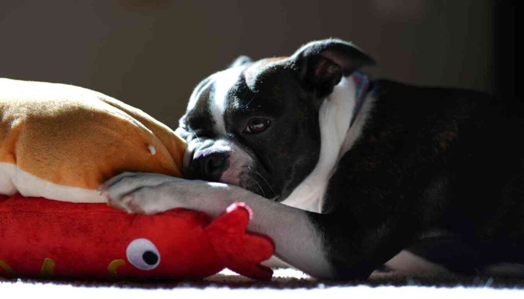 A Boston Terrier dog lying on a red plush toy, looking slightly lethargic.