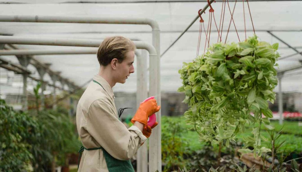 An individual in a greenhouse, facing away from the camera, tends to hanging herb plants. The person is wearing a beige apron over a light-colored shirt and dark pants, with orange gloves on their hands. A spray bottle is being used to mist the plants.