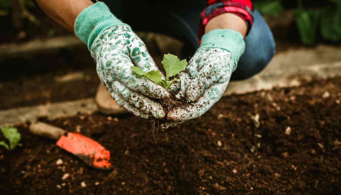 A person wearing green and white patterned gardening gloves holding a small herb seedling with soil in their hands, ready to plant it in the garden soil.