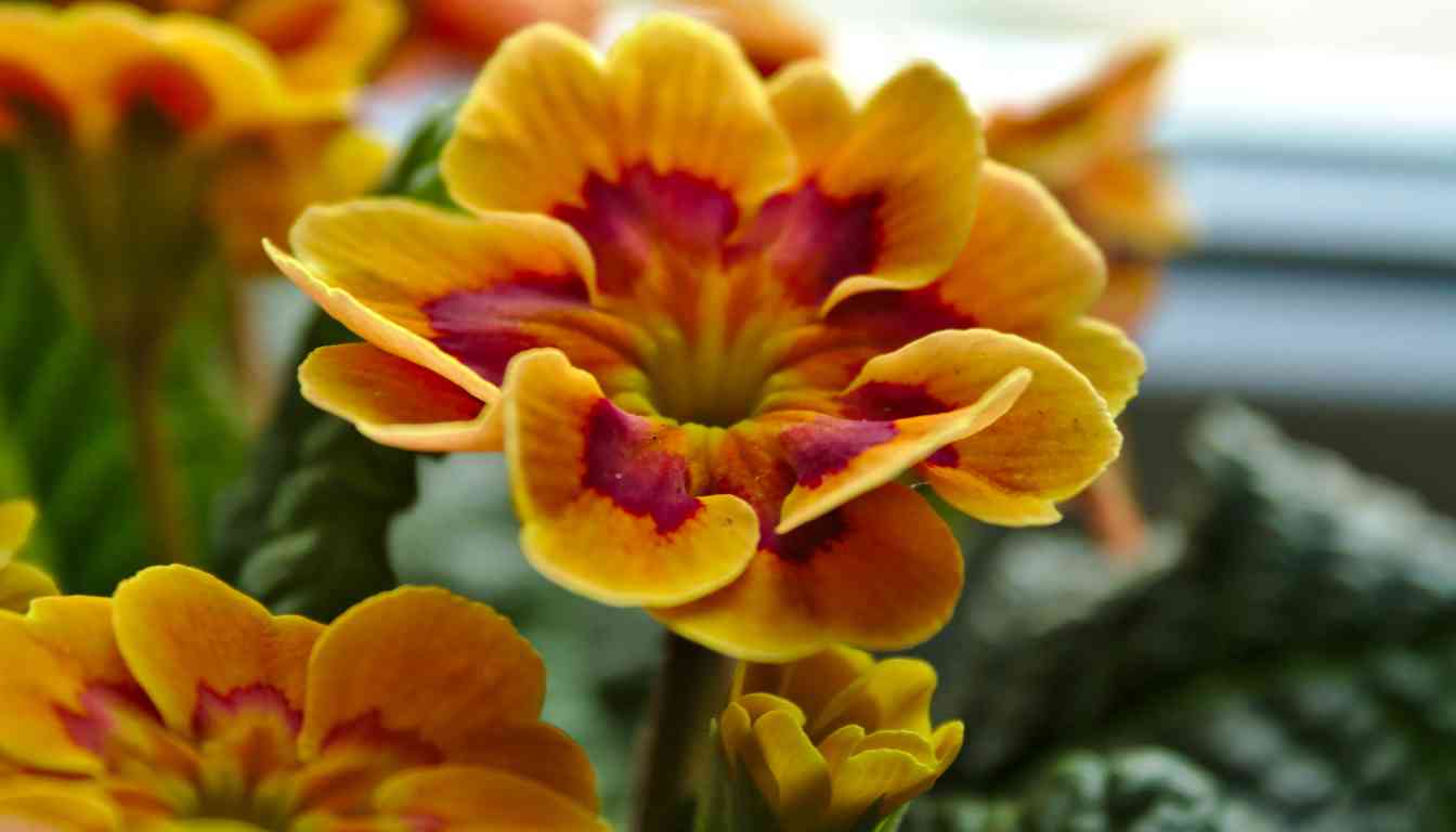 Close-up of a vibrant orange and red flower, likely a calendula or marigold.