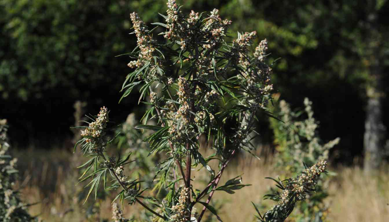 A close-up of a plant with elongated green leaves and clusters of small, light-colored flowers, set against a blurred background of greenery.