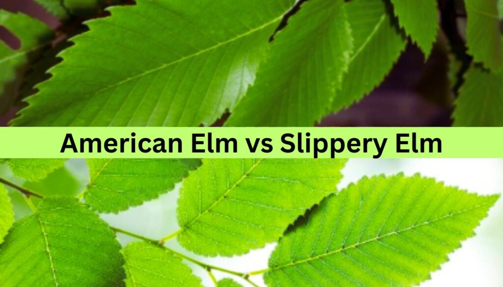 Close-up of American Elm and Slippery Elm leaves with the text "American Elm vs Slippery Elm" overlayed in the center.