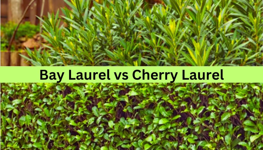 Comparison of Bay Laurel and Cherry Laurel plants.