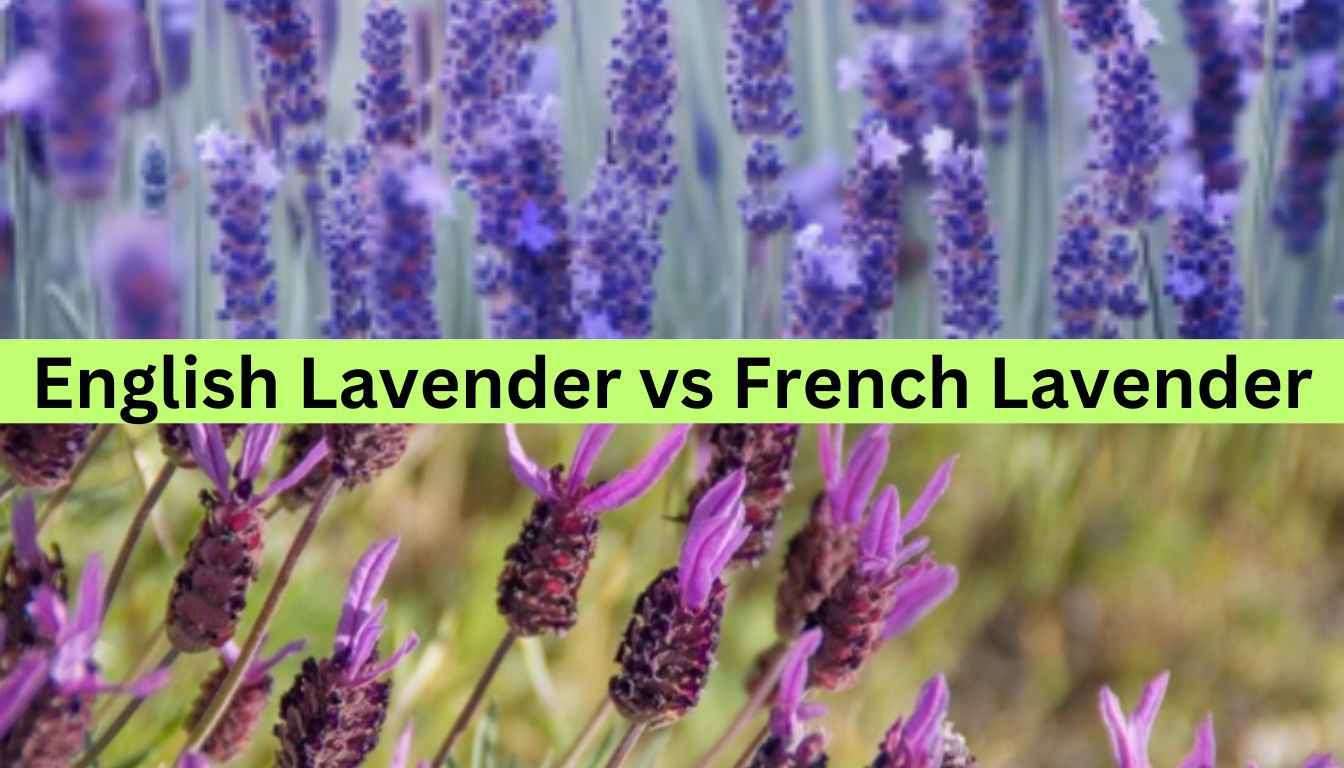 Close-up comparison of English lavender and French lavender flowers.