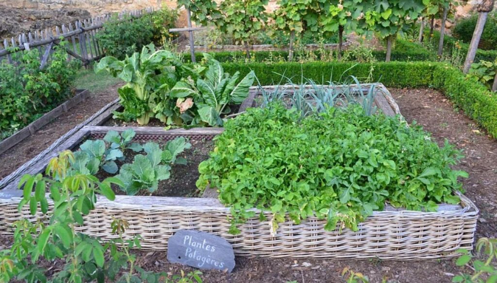 A lush herb garden in Florida, featuring vibrant basil, rosemary, and mint plants thriving under the sun.