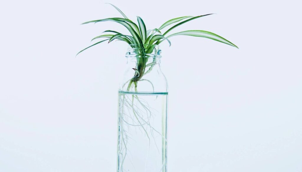 A small green herb plant with long, slender leaves growing in a clear glass bottle filled with water. The roots of the plant are visible and submerged in the water.