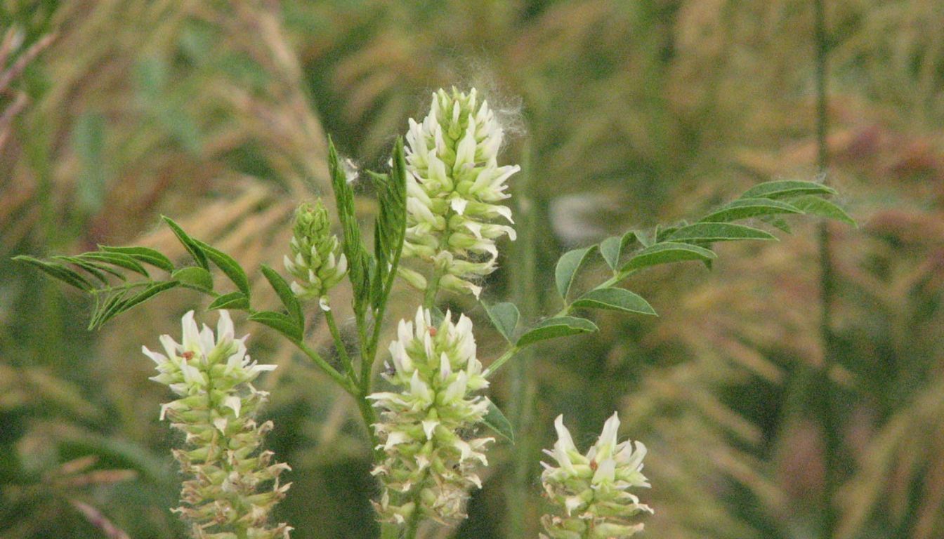 Close-up of a green plant with clusters of small, white flowers and elongated leaves.