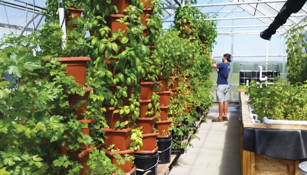 Vertical herb towers growing various herbs in a greenhouse, showcasing efficient use of small spaces.