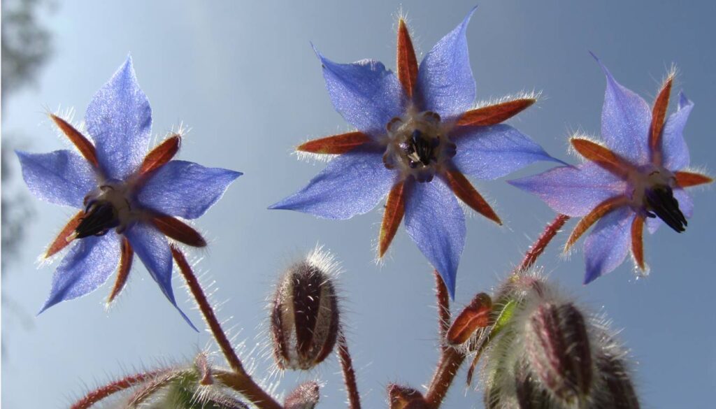 Close-up of three blue star-shaped flowers with reddish-brown centers and stems, set against a clear sky background.