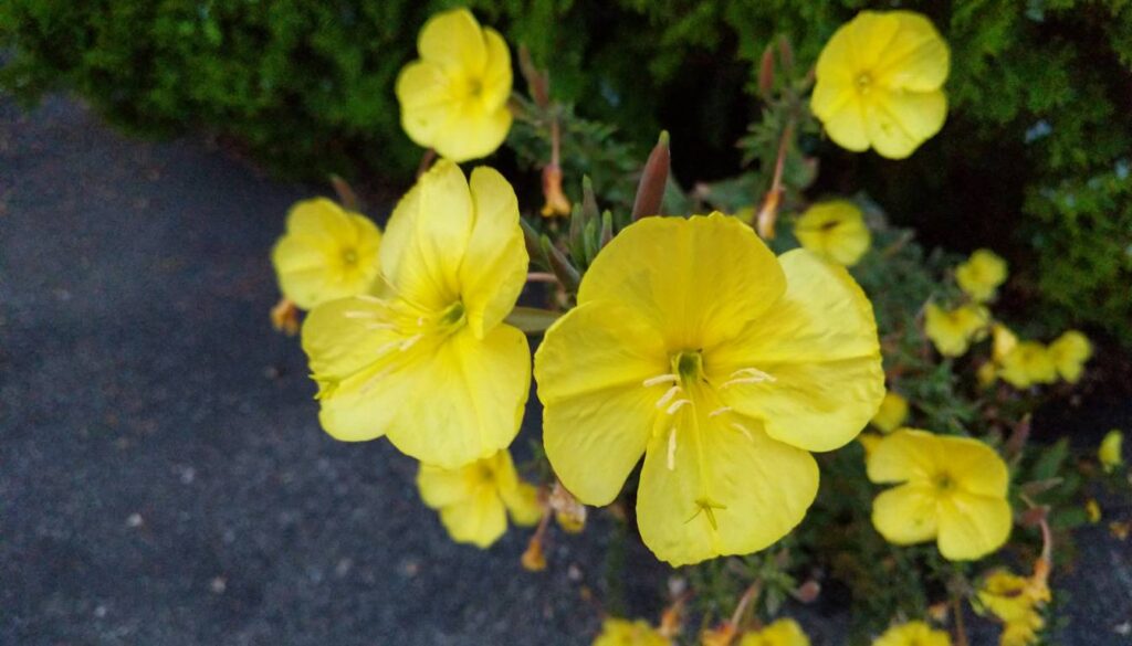 Close-up of bright yellow flowers with green foliage in the background.