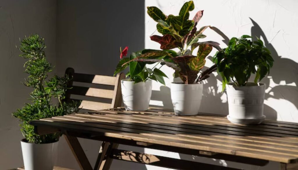 A wooden table with four potted plants, including herbs, placed in a well-lit indoor space.