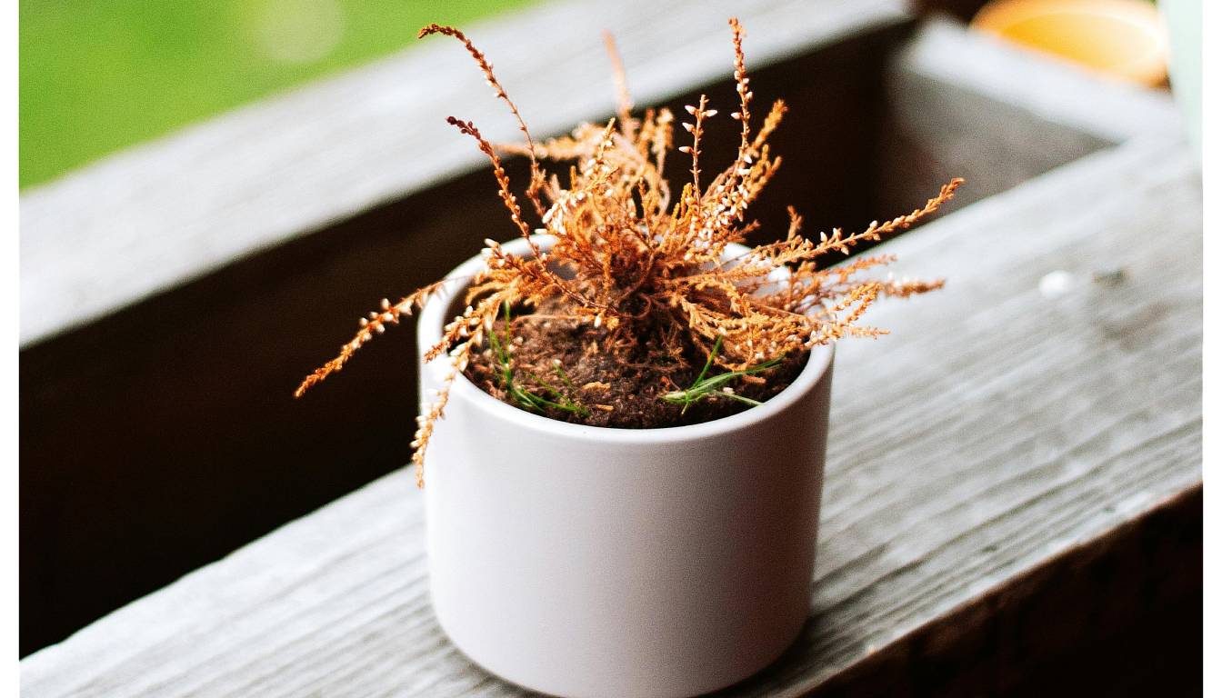 A small white pot containing a dried and withered herb plant, placed on a wooden surface.