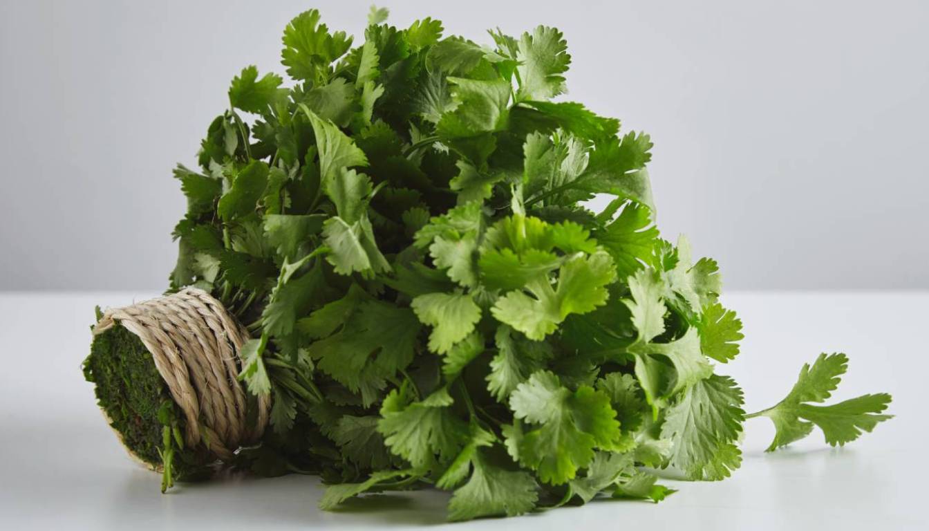 A fresh bunch of cilantro with vibrant green leaves, tied together with a piece of twine, lying on a white surface.