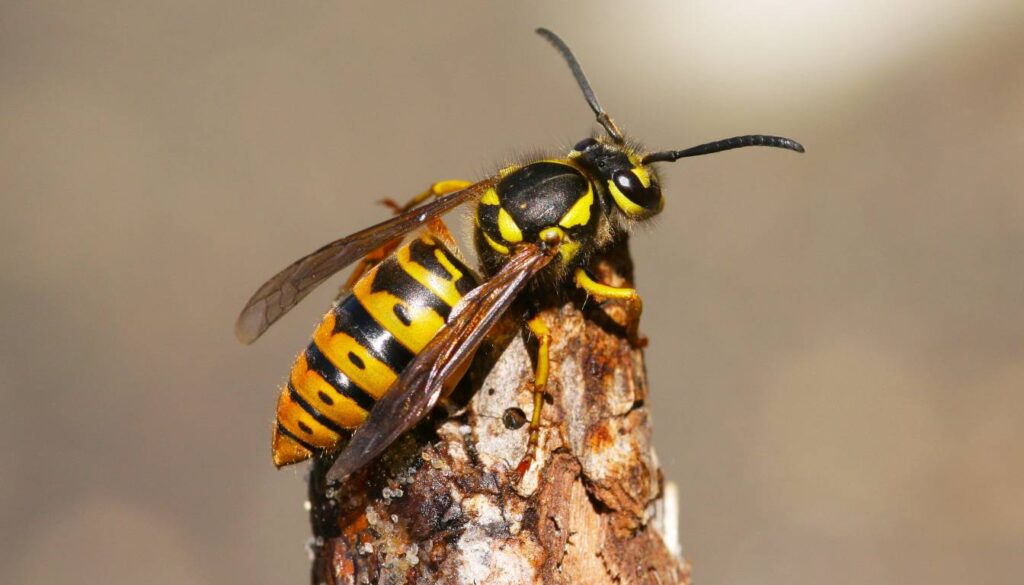 A close-up image of a yellow jacket wasp perched on a piece of wood, showcasing its distinctive black and yellow striped body and translucent wings.