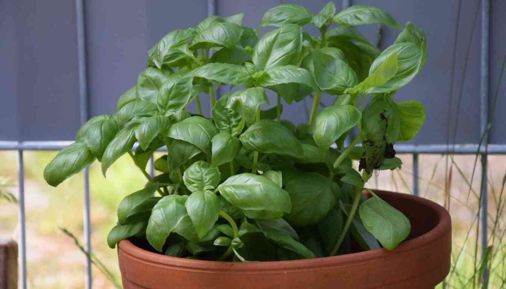 A lush basil plant with vibrant green leaves growing in a terracotta pot, placed against a grey background, illustrating indoor cultivation.