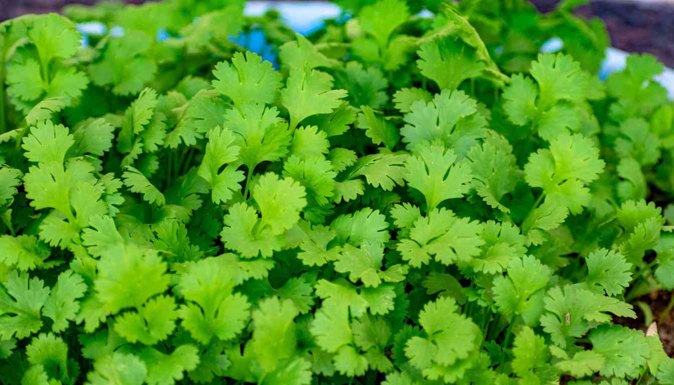 A lush patch of cilantro growing in soil, showcasing vibrant green leaves that indicate healthy growth and potential for regrowth after cutting.