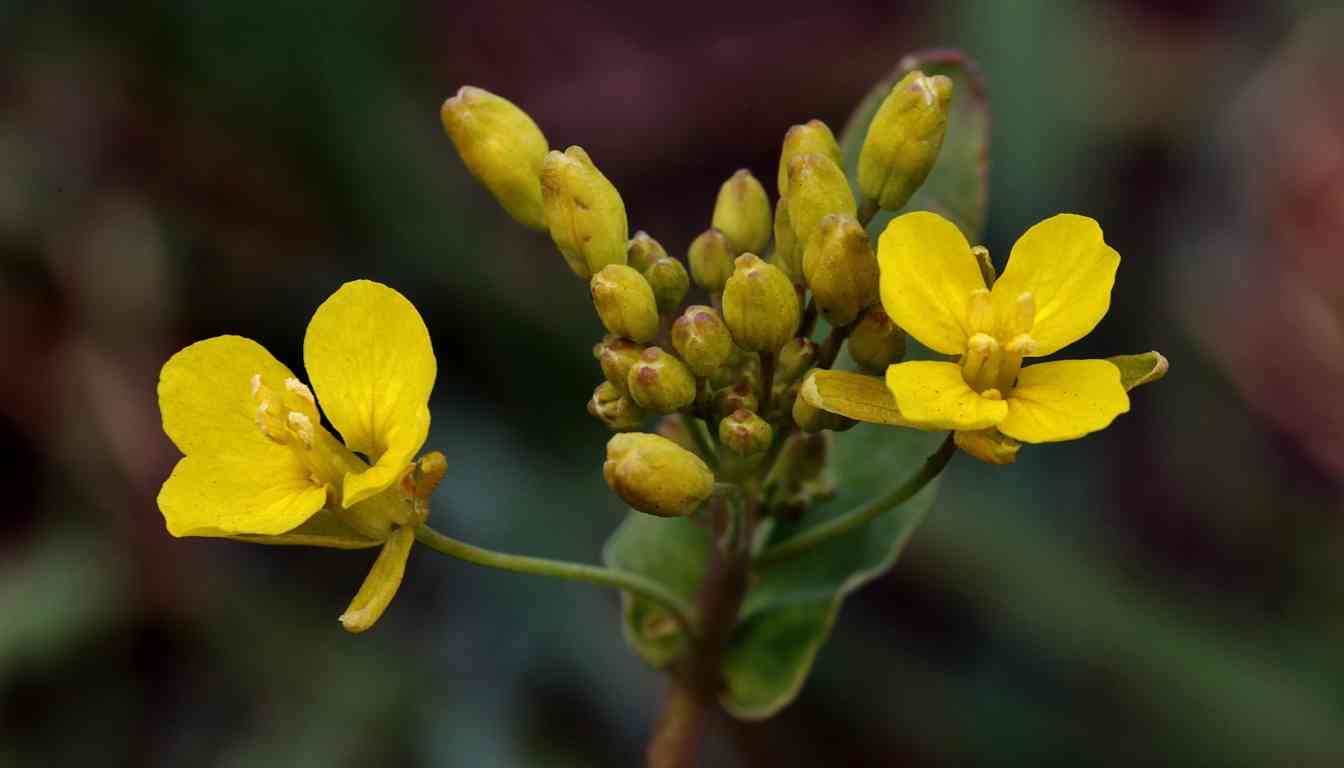 Close-up of yellow mullein flowers and buds on a green stem.