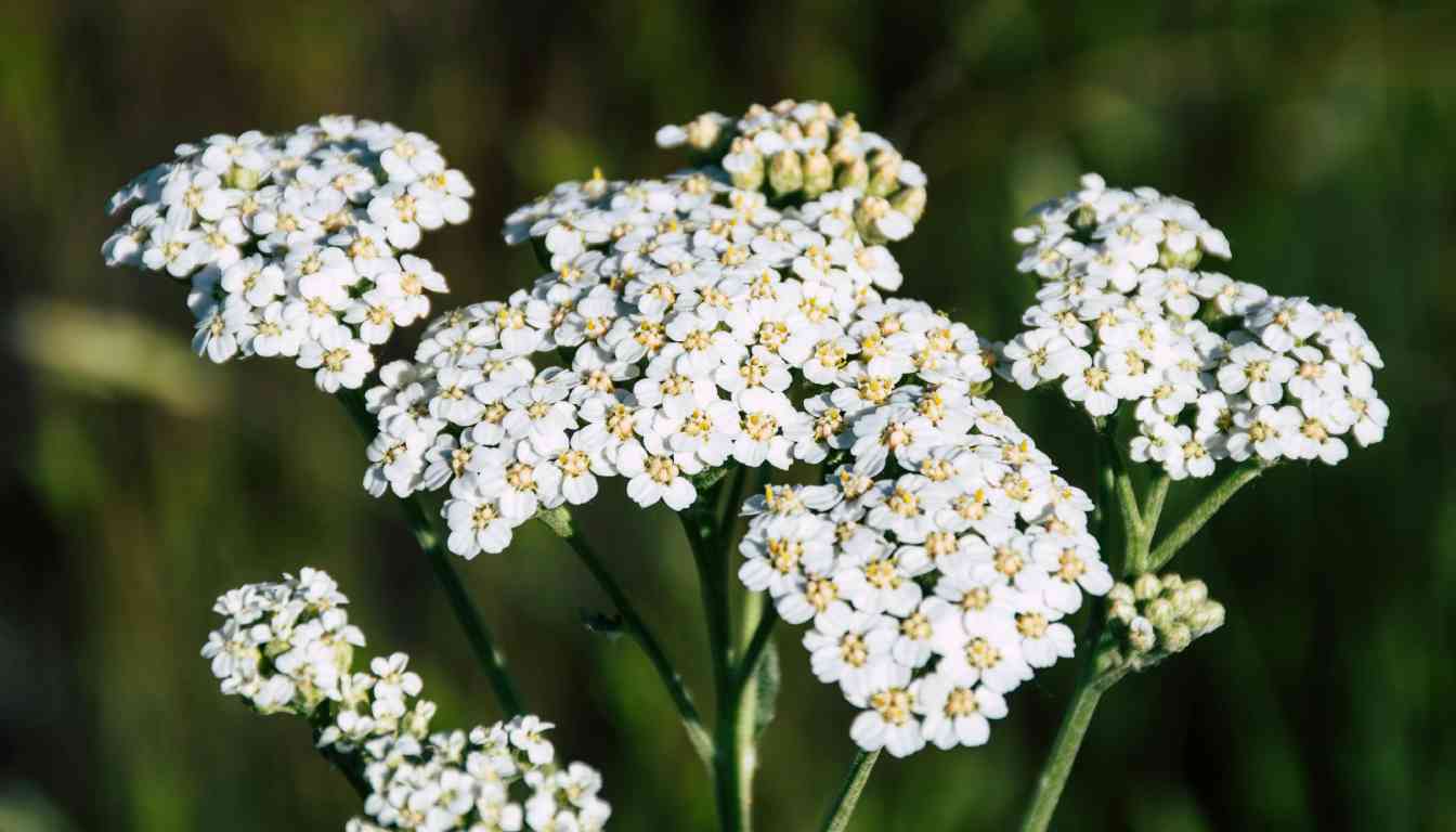 Close-up of yarrow flowers in bloom with a blurred green background.