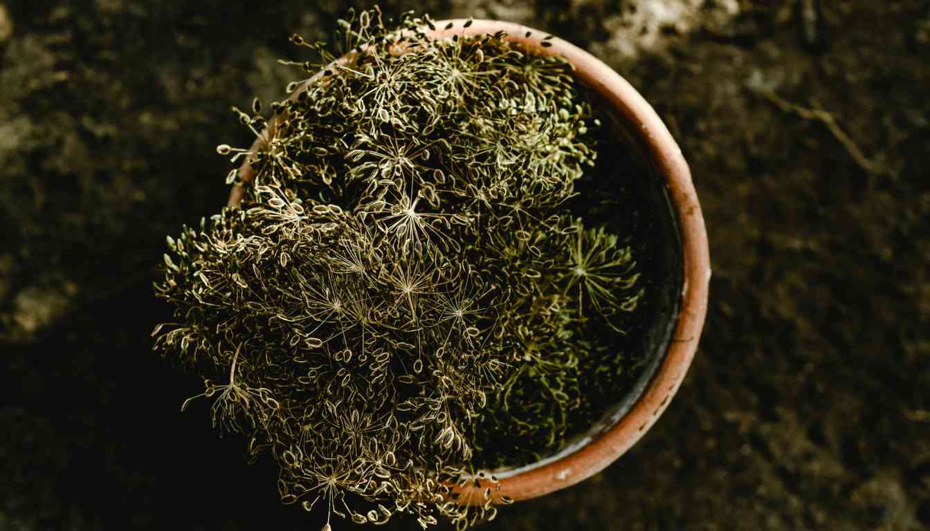 A top-down view of a potted dill plant with dried and withered stems and leaves.