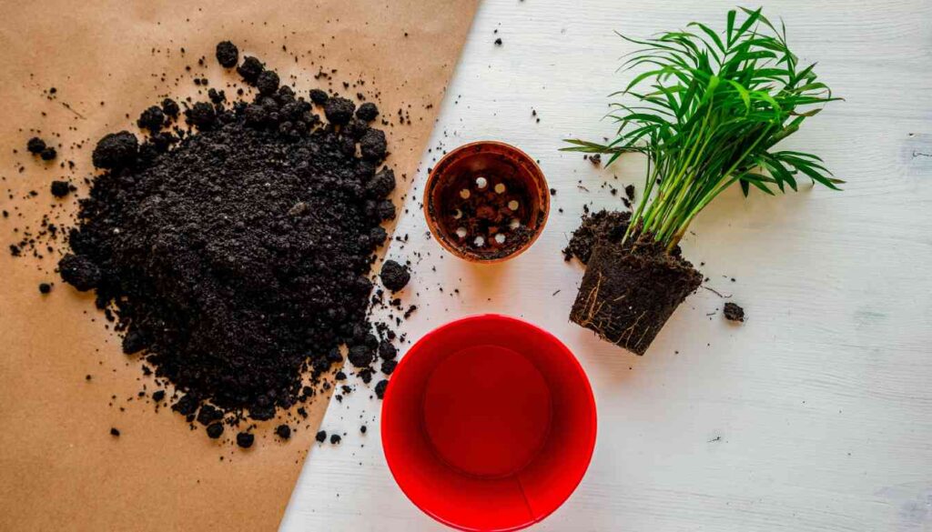 A top-down view of gardening supplies including a mound of soil, an empty red pot, a small brown pot with drainage stones, and a potted herb plant with exposed roots ready for transplanting on a white surface.