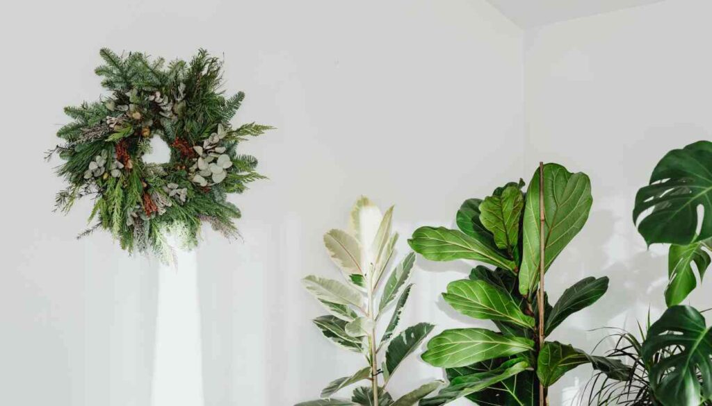 A festive evergreen wreath hangs on a white wall near tropical houseplants.