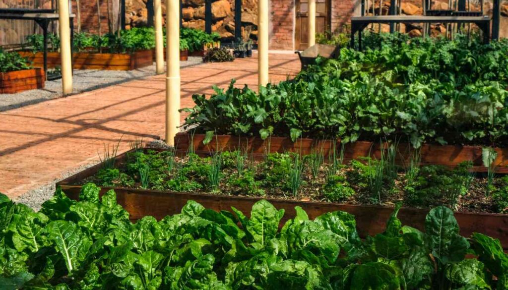 Raised garden beds filled with lush green herbs and vegetables in an outdoor setting, showcasing a variety of plants like chard and onions, demonstrating how to grow herbs outdoors effectively.