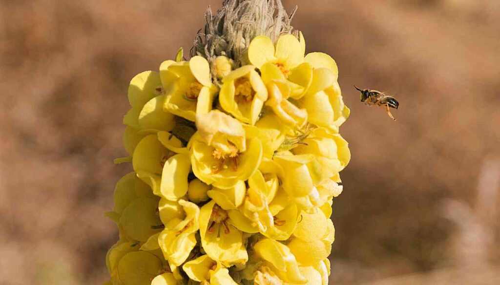 Mullein Root Tincture Recipe: A Simple Guide (2025)