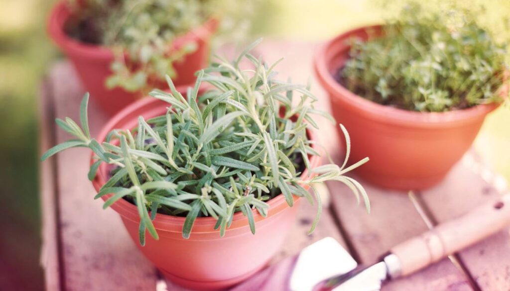 Three potted herb plants on a wooden surface, with a small gardening trowel nearby. The focus is on the plant in the foreground.