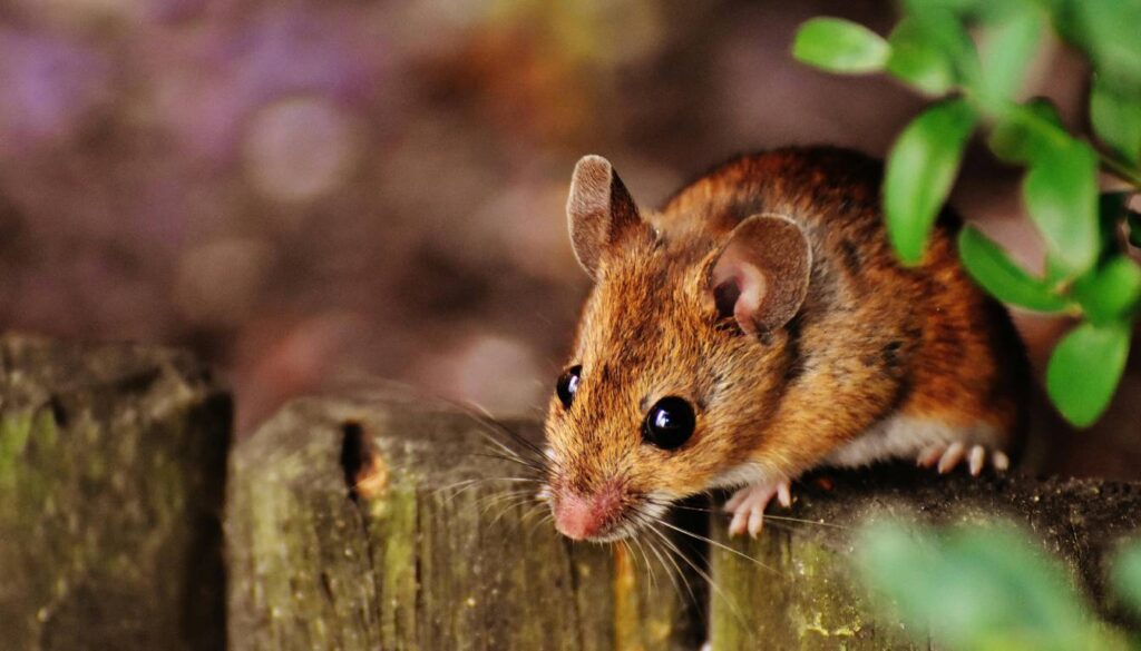 A close-up image of a small brown mouse with large black eyes and rounded ears, perched on a wooden surface with green foliage in the background.