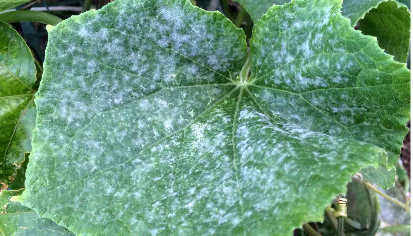 Close-up of a cucumber leaf with numerous white spots and patches on the surface.