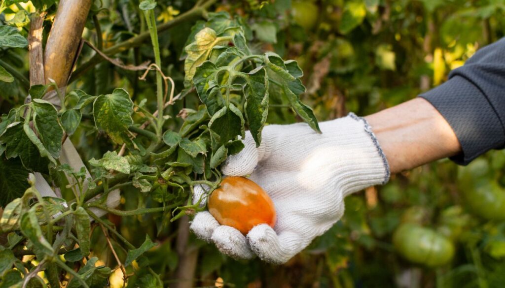 Gloved hand harvesting a ripening tomato from a plant with green leaves and unripe fruit in a container garden.