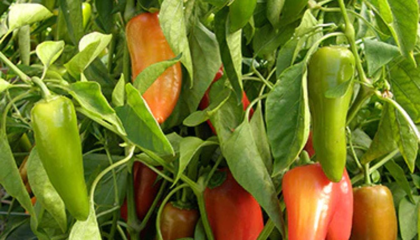 Close-up of baby pepper plants with small green and red peppers growing among lush green leaves.